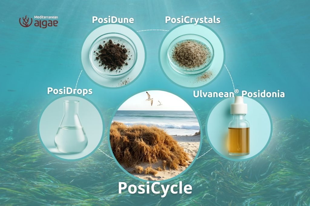Mediterranean Algae Technologies: imagen del proyecto